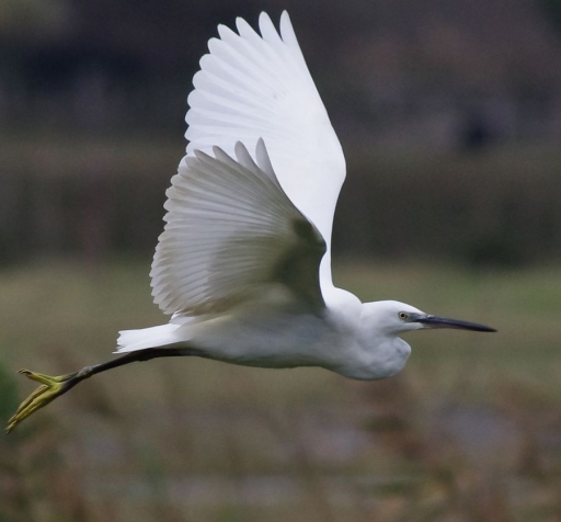 2011-11-15/ polluar
Par:   polluar -[faune sauvage]
