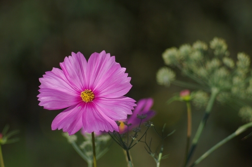 2011-09-23 / sorcier
Par: sorcier-[fleurs]
