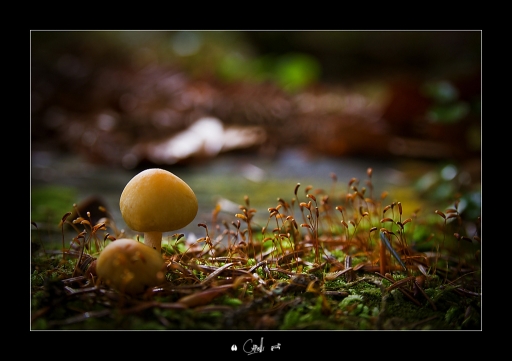 2011-11-01/ NeroPsylo
Par: NeroPsylo [arbres, forets, vegetation]
