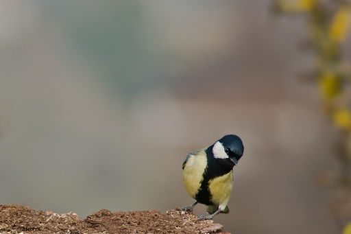 2011-03-08 / randos74
Par: randos74-[faune sauvage]
