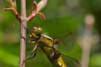 Nom du fichier=110418063851441731.jpg
Taille du fichier=155Ko
Dimensions : 1024x678
Ajouté le : 18 Avril 2011 110418063851441731.jpg