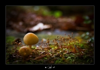 Nom du fichier=imgp1152copie.jpg
Taille du fichier=208Ko
Dimensions : 1024x723
Ajouté le : 31 Octobre 2011 imgp1152copie.jpg