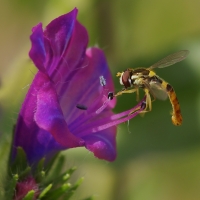 Nom du fichier=imgp6590u.jpg
Taille du fichier=236Ko
Dimensions : 1024x1024
Ajouté le : 02 Juin 2011 imgp6590u.jpg