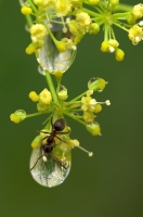 Nom du fichier=imgp70431.jpg
Taille du fichier=173Ko
Dimensions : 678x1024
Ajouté le : 06 Juin 2011 imgp70431.jpg