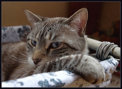 2010-02-15 / perreg
par: perreg - [ Animaux de compagnie ]
