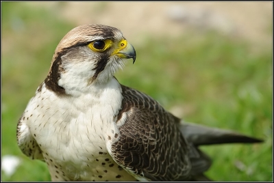 2010-05-17 / Leon
Par: Leon - Un samedi au parc Pairi Daiza
