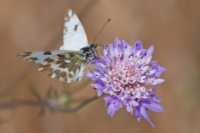 2010-07-14 / dedales
Par: dedales - retour aux sources....... 
