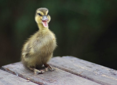 2010-05-10 / jacquo
Par: jacquo - [ Faune sauvage ]
