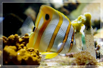 2010-08-18 / une petite kiwie
Par: une petite kiwie - Visite a l'Aquarium-Museum de Nancy
