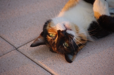 2010-06-06 / Gko
Par: Gko - [ Animaux de compagnie ]
