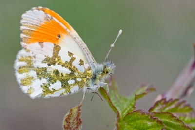 2010-04-19 / K20dish
Par: K20dish - [ Macro et proxi-photo ]
