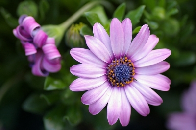 2010-04-05 / kapoky
Par: kapoky - [ Fleurs ]
