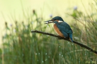 Nom du fichier=martin10.jpg
Taille du fichier=55Ko
Dimensions : 800x535
Ajouté le : 29 Août 2010 martin10.jpg