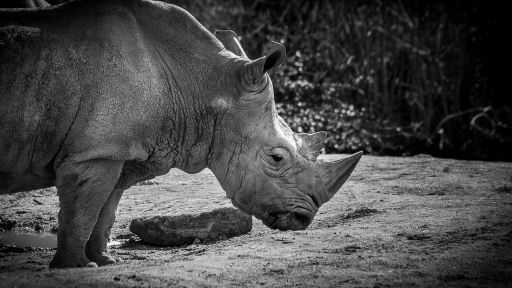 2015-05-24/galuchar 
galuchar [ Zoo & parcs animaliers ]
