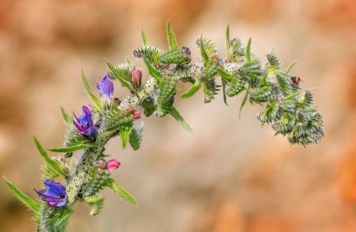 2016-06-02/KobaÃ¯a
Kobaà¯a    [Flore et Botanique]
