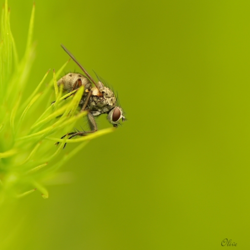 2015-05-09/olive76
olive76 [ Macro et proxi-photo ]
