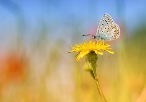 2015-05-12/olilignan
olilignan [ Macro et proxi-photo ]
