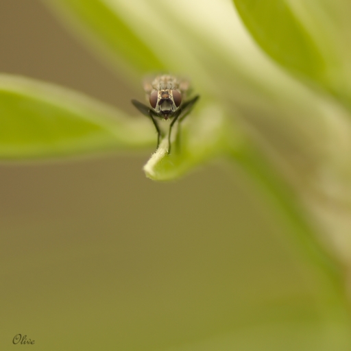 2015-05-19/olive76
olive76 [ Macro et proxi-photo ]
