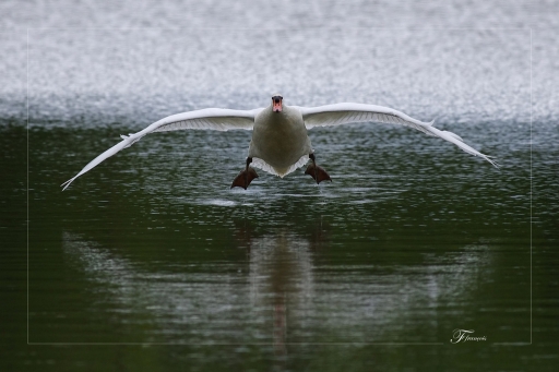 2015-06-30 / deche
deche [ Faune sauvage ]
