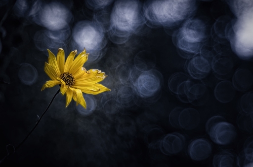 2015-12-01/olilignan
olilignan  [Flore et Botanique]
