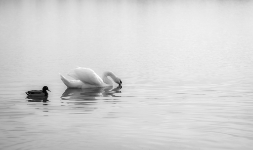 2015-12-29 / Mickmac
Mickmac  [Faune sauvage]
