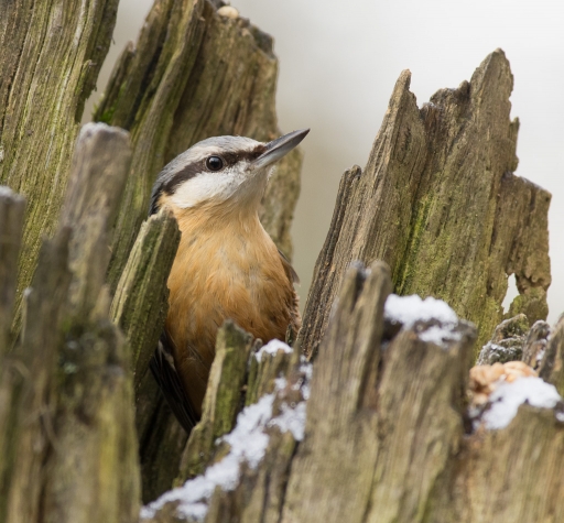 2016-01-19/Electro35
Electro35   [Faune sauvage]
