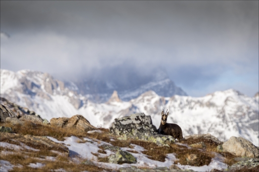 2016.02.29/pierrot73210
pierrot73210     [Faune sauvage]
