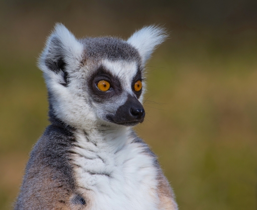 2016-03-17/Mickmac
Mickmac   [Animaux domestiques ou captifs]

