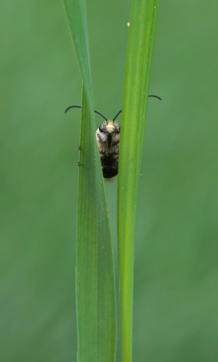 2016-04-10/olilignan
olilignan    [Macro et proxiphotographie nature]
