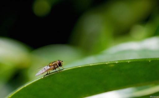 2016-04-11/Mickmac
Mickmac   [Macro et proxiphotographie nature]
