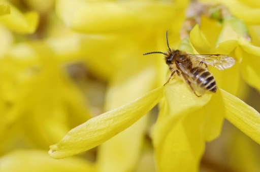 2016-04-11/Hermes
Hermes     [Macro et proxiphotographie nature]
