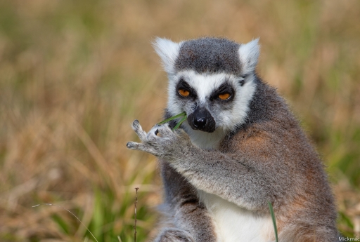 2016-04-18/Mickmac
Mickmac     [Animaux domestiques ou captifs]
