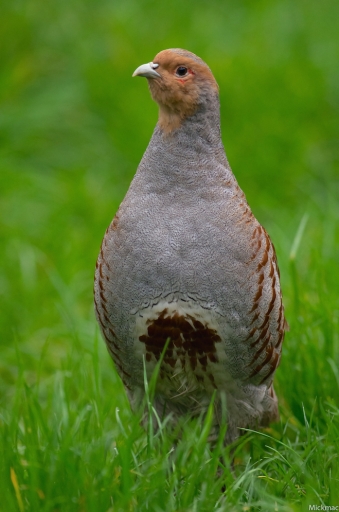 2016-05-02/Mickmac
Mickmac  [Animaux domestiques ou captifs]
