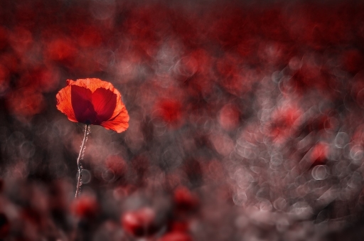 2016-05-07/olilignan
olilignan   [Flore et Botanique]
