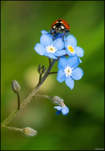 2016-05-10/Mickmac
Mickmac    [Macro et proxiphotographie nature]
