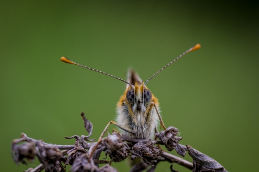2016-05-11/Ludovic
Ludovic   [Macro et proxiphotographie nature]
