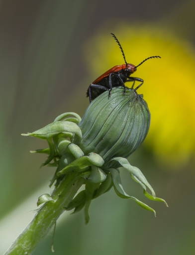 2016-05-18/SPentaxQR
SPentaxQR   Sortie macro-proxy et faune des 14-15-16 mai 2016 : Les photos

