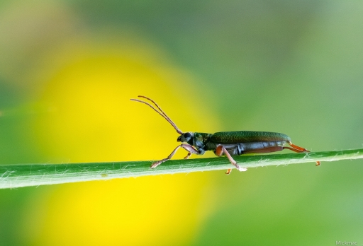 016-06-03/Mickmac
Mickmac   [Macro et proxiphotographie nature]
