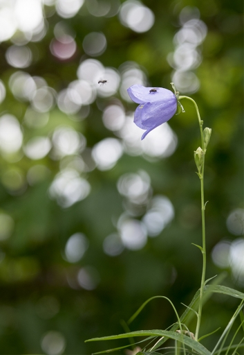 2016-07-04/elficologue
elficologue   [Macro et proxiphotographie nature]
