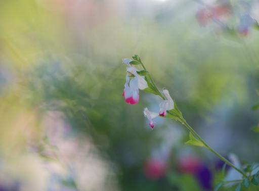 2016-07-05/olilignan
olilignan    [Flore et Botanique]
