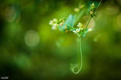 2016-07-25/nicolas03
nicolas03    [Flore et Botanique]
