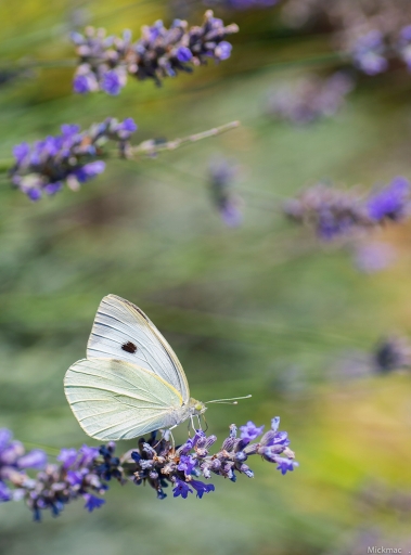 2016-09-06/Mickmac
Mickmac     [Macro et proxiphotographie nature]
