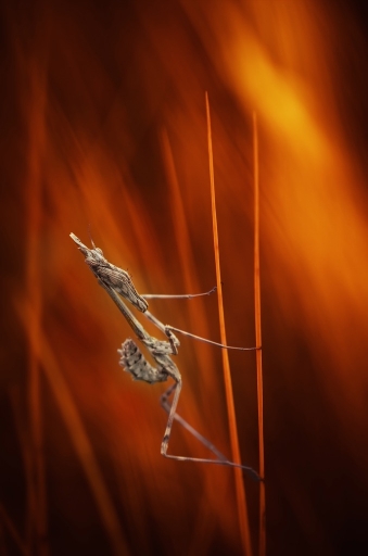 2016-09-19/olilignan
olilignan   [Macro et proxiphotographie nature]
