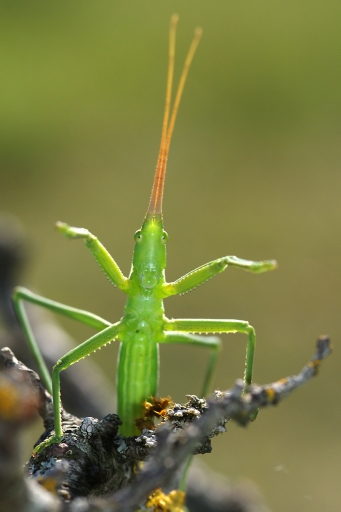 2015-06-02/david81
david81 [ Macro et proxi-photo ]
