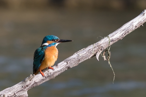 2016-04-24/phoenix1366
phoenix1366   [Faune sauvage]
