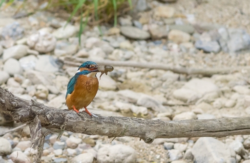 016-04-27/phoenix1366
phoenix1366     [Faune sauvage] 
