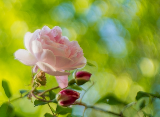 2016-04-30/phoenix1366
phoenix1366   [Flore et Botanique]
