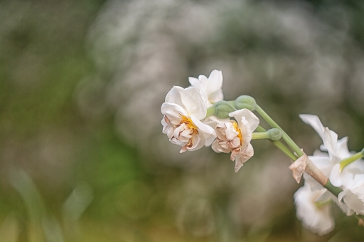 2016-05-12/TOFTOF
TOFTOF    [Flore et Botanique]
