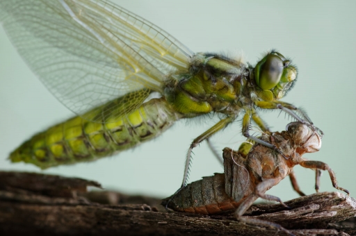 2016-05-18/Batist
Batist    [Macro et proxiphotographie nature]
