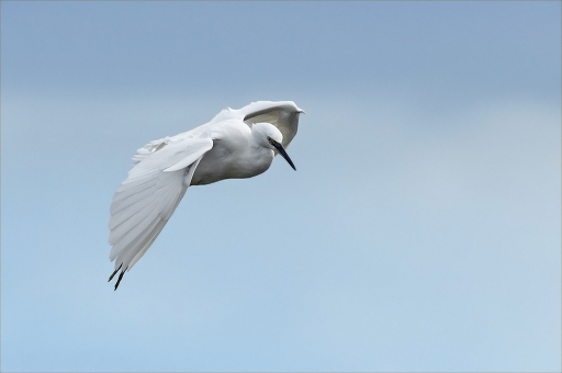 2015-10-09/Kobaia
Kobaia  [Faune sauvage ]
